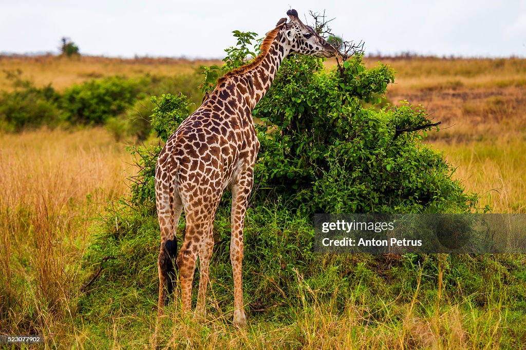Maasai giraffe. Masai Mara, Kenya