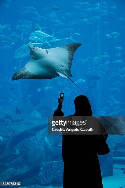 woman photographing stingray in atlantis aquarium at atlantis hotel - atlantis dubai stock pictures, royalty-free photos & images
