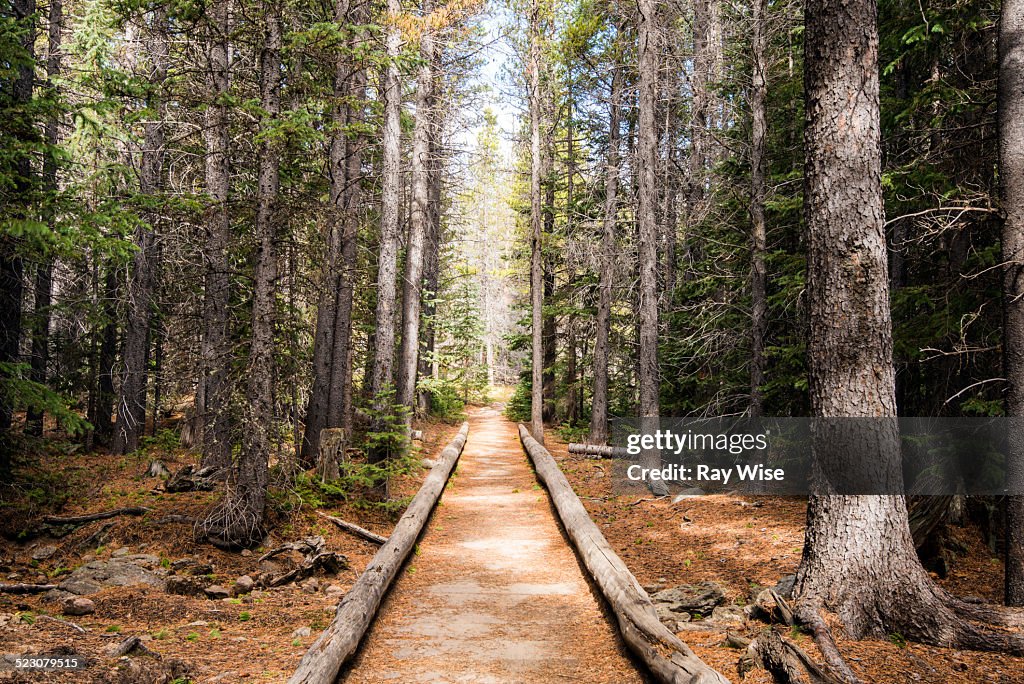 Bierstadt Lake trail