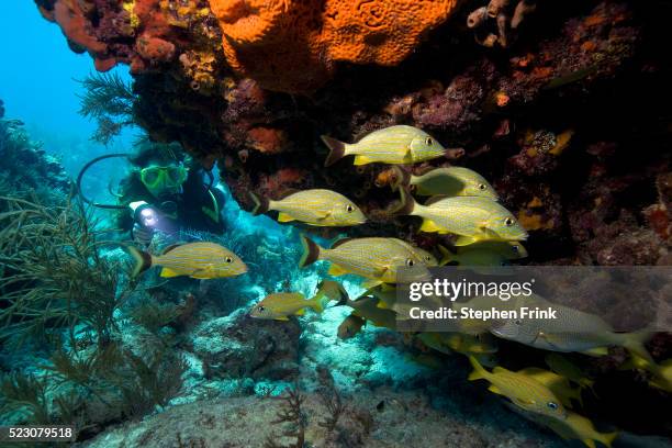 diver watching school of bluestriped grunts - grunzer stock-fotos und bilder