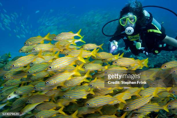 scuba diver looking at school of fish - key largo ストックフォトと画像