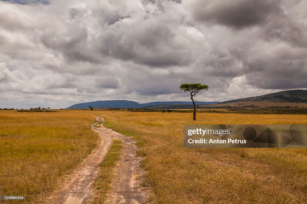 Road in Savannah. Masai Mara, Kenya