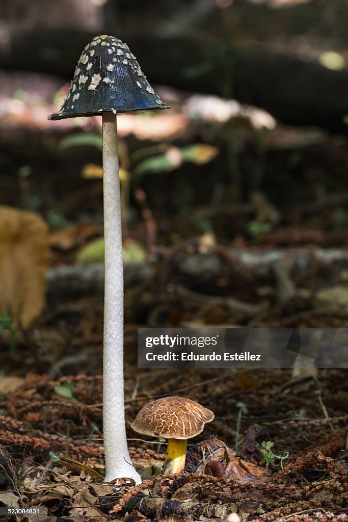 Coprinopsis picacea