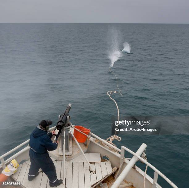 whaler shooting harpoon at minke whale aboard the hrafnreydur ko-100 - harpoen stockfoto's en -beelden