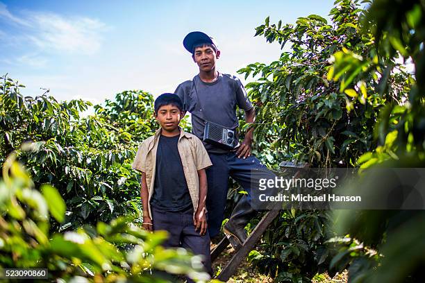 coffee harvesting in panama - entwicklungsland stock-fotos und bilder