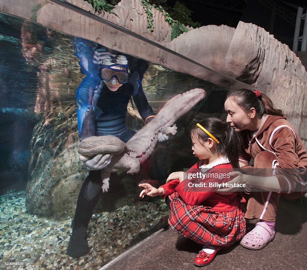 Chinese giant salamander (andrias davidianus)
