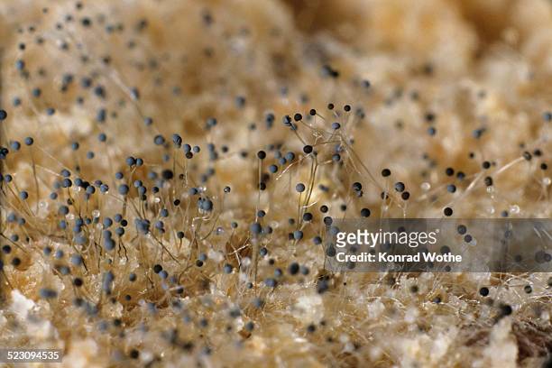 bread mould under a microscope, white mould, fungus -mucor sp.-, germany, europe - moldy bread stock pictures, royalty-free photos & images