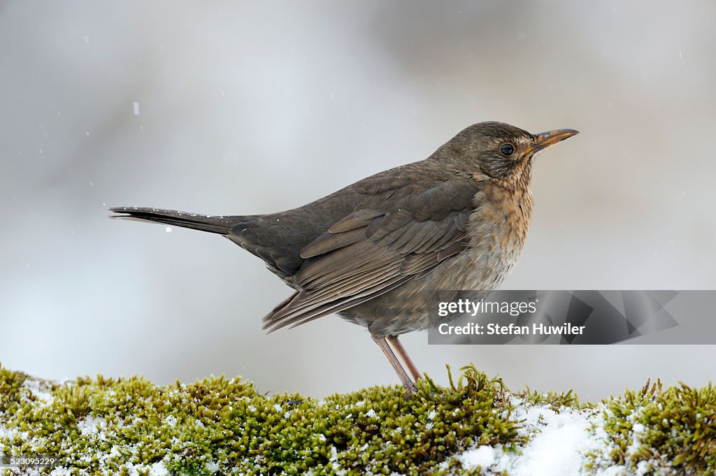 Blackbird -Turdus merula-, female, Bulgaria, Europe