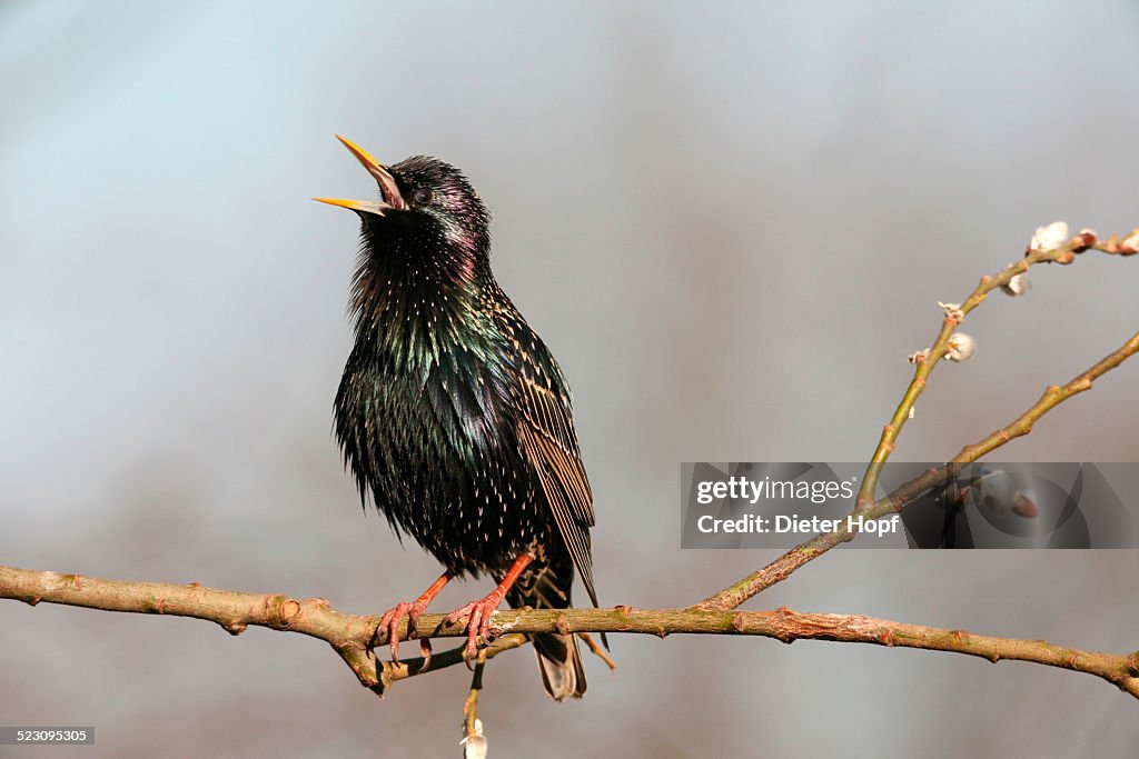 Starling -Sturnus vulgaris-, displaying courtship, singing, Allgaeu, Bavaria, Germany, Europe