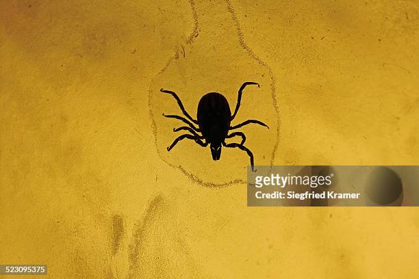 castor bean tick -ixodes ricinus-, germany, europe - borreliosis stock pictures, royalty-free photos & images