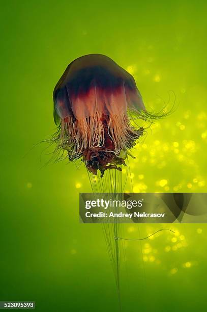 lions mane jellyfish -cyanea capillata-, kareliya, russia, white sea, arctic - lions mane jellyfish - fotografias e filmes do acervo