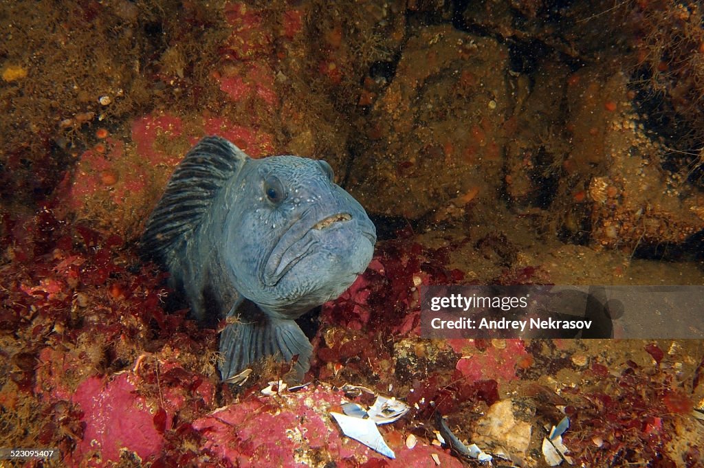 Atlantic Catfish -Anarhichas lupus-, Kareliya, Karelia, White Sea, north Russia, Arctic