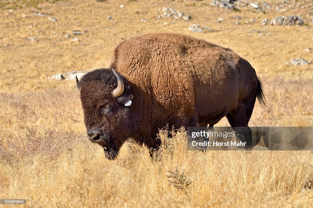 American Bison -Bison bison-, Hot Springs Park, Thermopolis, Wyoming, USA