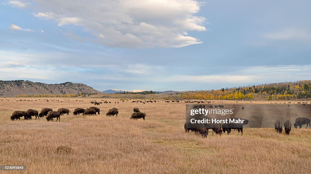 Bison herd -Bison bison-, Elk Ranch Flats, Grand Teton National Park, Wyoming, USA