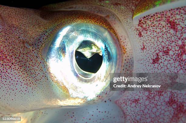 eye of bigfin reef squid -sepioteuthis lessoniana-, red sea, egypt, africa - bigfin reef squid stock pictures, royalty-free photos & images