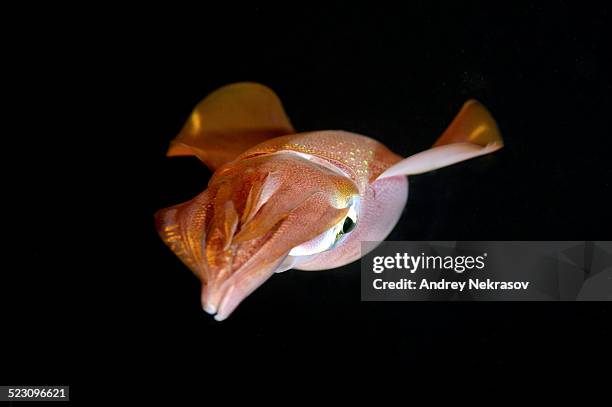 bigfin reef squid -sepioteuthis lessoniana-, red sea, egypt, africa - bigfin reef squid stock pictures, royalty-free photos & images