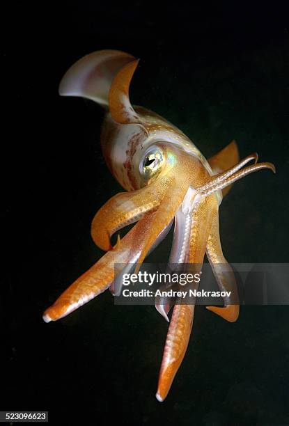 bigfin reef squid -sepioteuthis lessoniana-, red sea, egypt, africa - bigfin reef squid stock pictures, royalty-free photos & images