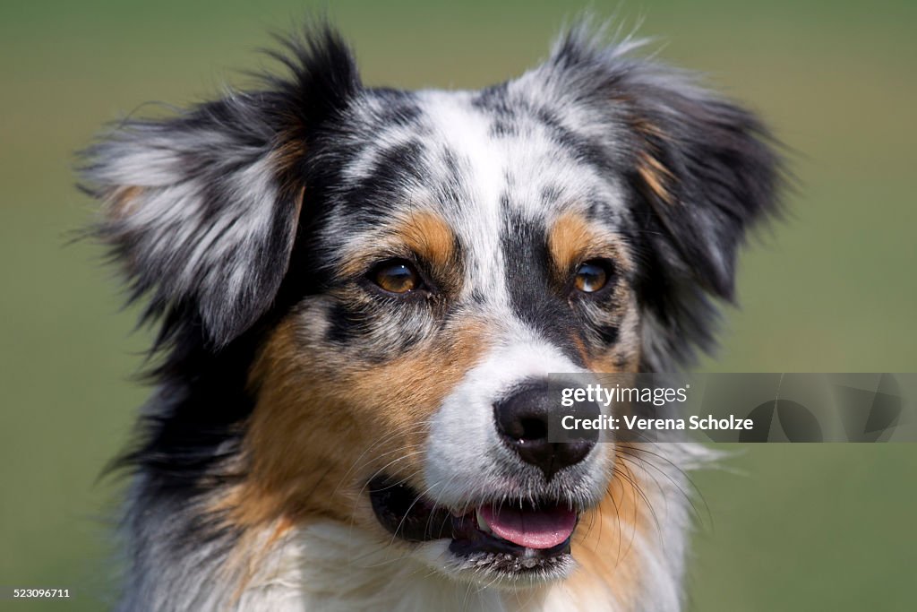 Australian Shepherd, portrait