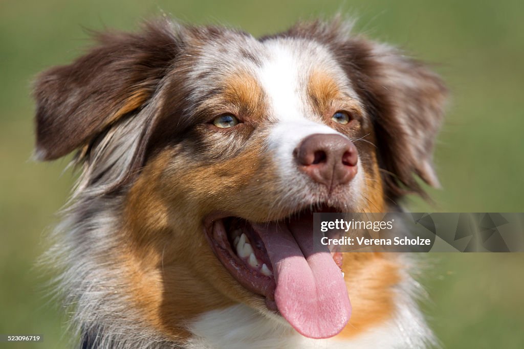 Australian Shepherd, portrait