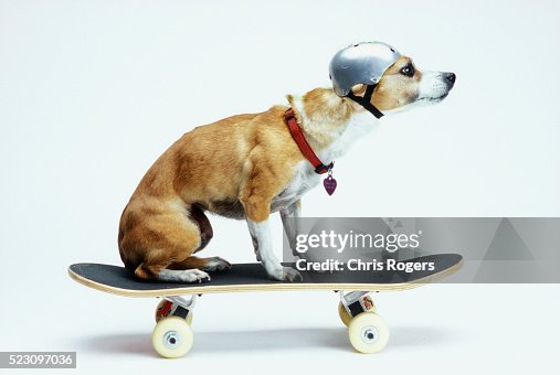 Dog with Helmet Skateboarding Dog with Helmet Skateboarding