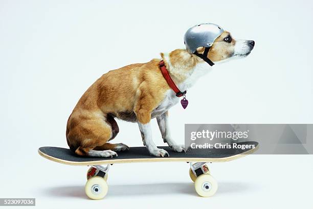dog with helmet skateboarding - fast studio stock pictures, royalty-free photos & images