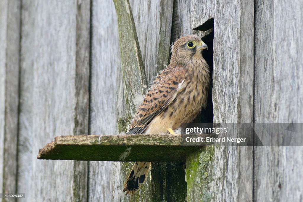 Common Kestrel -Falco tinnunculus-, young bird, Emsland, Lower Saxony, Germany