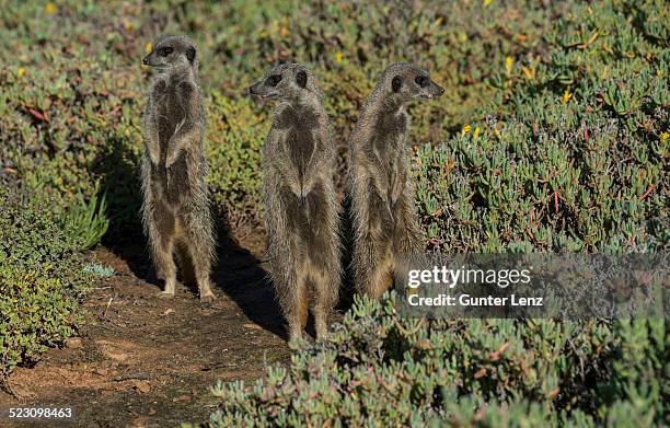 three meerkats -suricata suricatta-, little karoo, western cape, south africa - 半沙漠高原 個照片及圖片檔