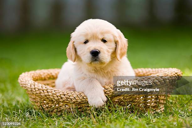 golden retriever puppy in pet bed - golden retriever stock pictures, royalty-free photos & images