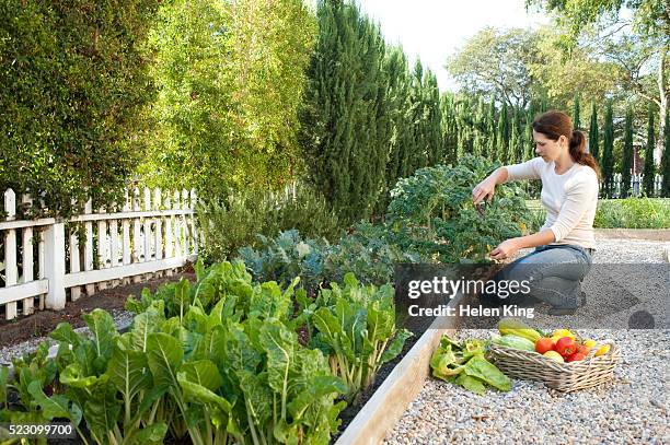 woman picking vegetables - gemüsegarten stock-fotos und bilder