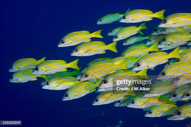 school of bluestripe snappers -lutjanus kasmira-, palau - bluestripe schnapper stock-fotos und bilder