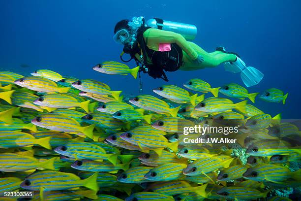 scuba diver watching a school of bluestripe snappers -lutjanus kasmira-, palau - bluestripe schnapper stock-fotos und bilder