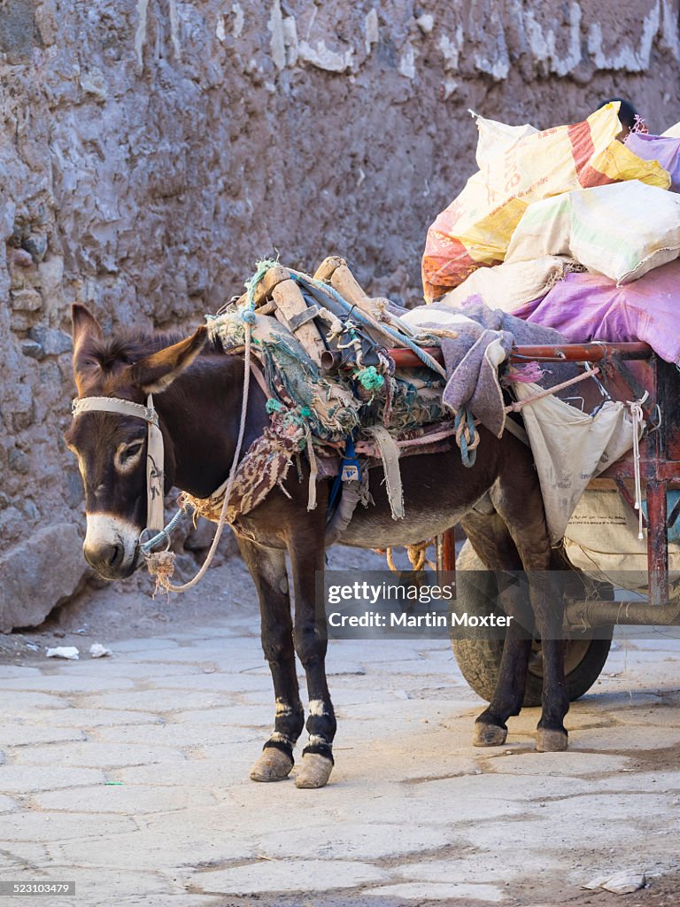 Pack donkey with a laden cart in the Medina, Marrakech, Marrakech-Tensift-Al Haouz, Morocco