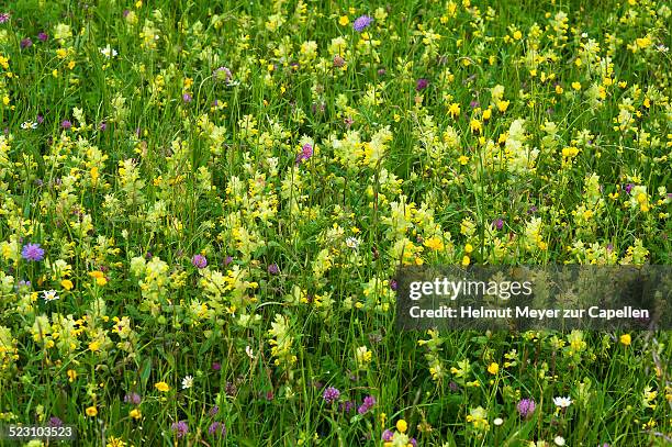 Variegated Yellow Rattle 113 Yellow Rattle Stock Photos, High-Res Pictures, and Images - Getty ...