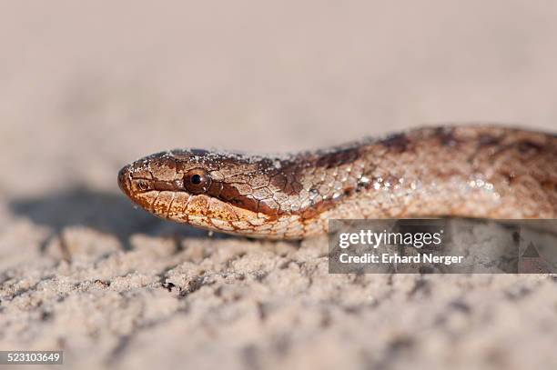 smooth snake -coronella austriaca-, emsland, lower saxony, germany - coronella austriaca stock pictures, royalty-free photos & images