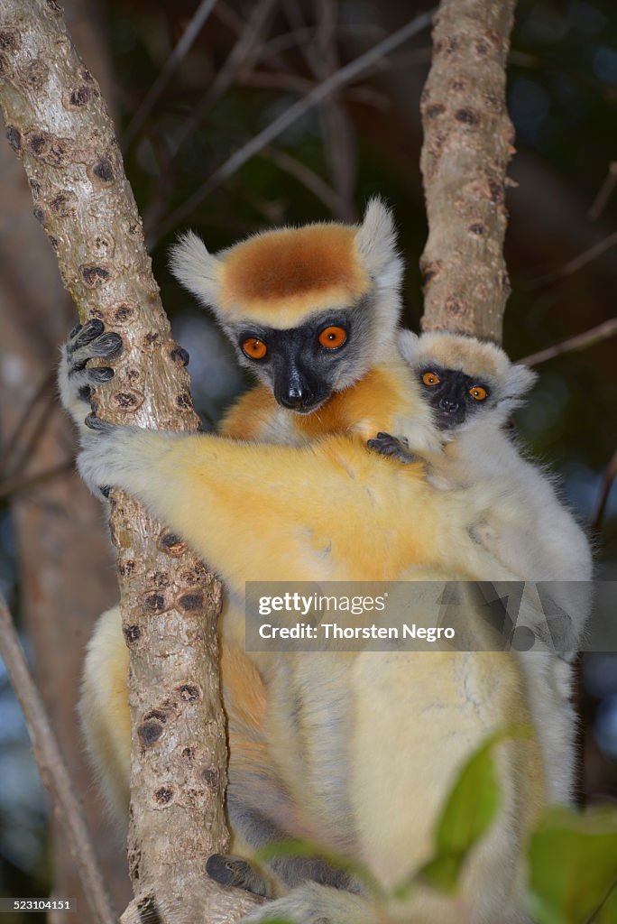Golden-crowned Sifaka -Propithecus tatersalli- with young, Madagascar