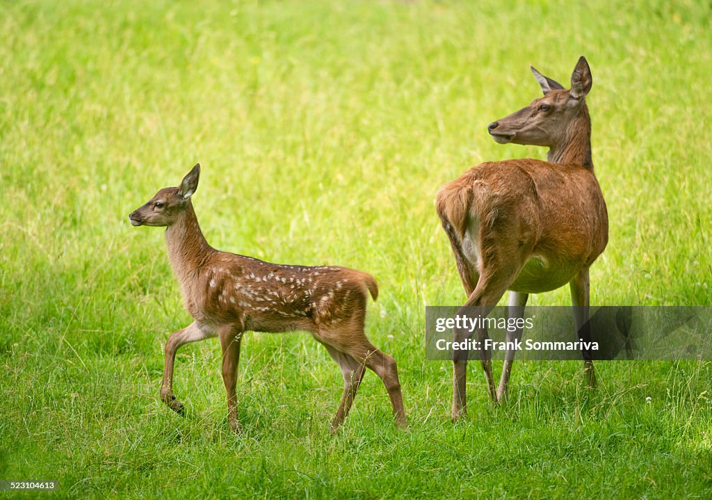 Red Deer -Cervus elaphus-, deer and fawn standing in a meadow, captive, Bavaria, Germany