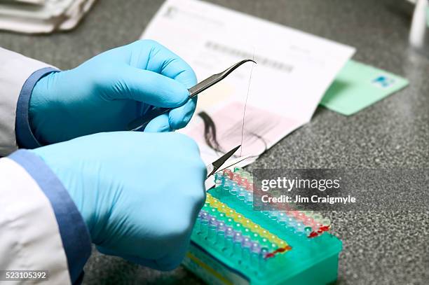 Hair Samples Lab Hair Analysis Photos and Premium High Res Pictures - Getty Images