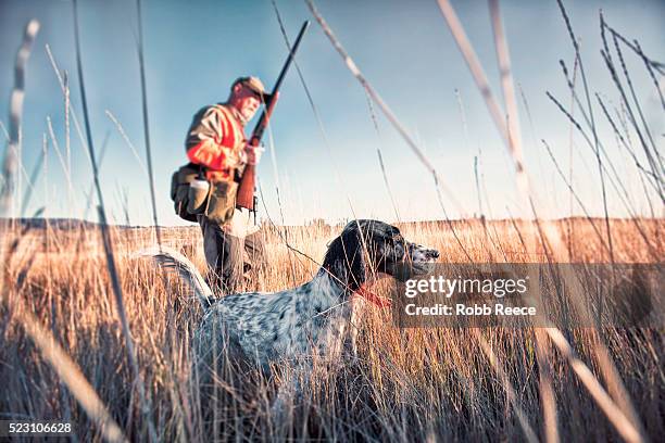 upland bird hunter in field with his dog - faisán ave de caza fotografías e imágenes de stock