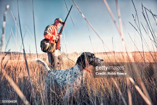 upland bird hunter in field with his dog - hound 個照片及圖片檔