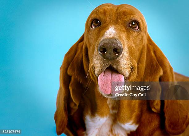 basset hound - basset stock-fotos und bilder