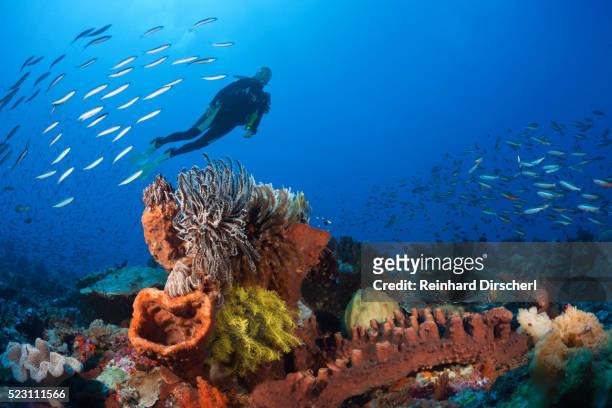 colony of various sponges, indonesia - indo pacific ocean stock pictures, royalty-free photos & images