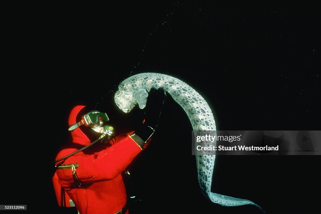 Diver and Wolf-Eel