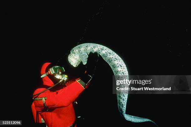 diver and wolf-eel - wolf eel stock pictures, royalty-free photos & images