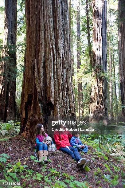 visitors to redwood forest at montgomery woods in mendocino county - mendocino county stock pictures, royalty-free photos & images