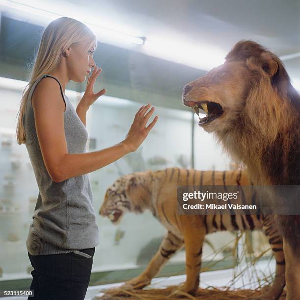 college student looking at big cats in a museum - taxidermy stock pictures, royalty-free photos & images