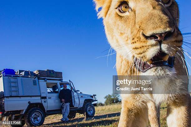 wide angle remote control photograph of female lion with a photographer behind lion watching - wildlife photographer stock pictures, royalty-free photos & images