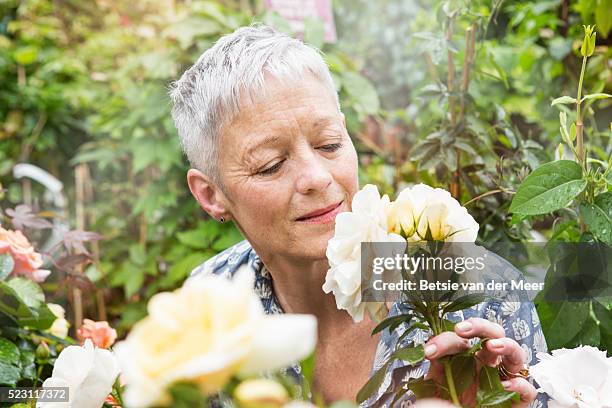 senior woman smells roses in garden centre - single rose ストックフォトと画像