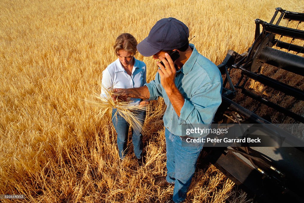 Couple Examining Wheat Plants