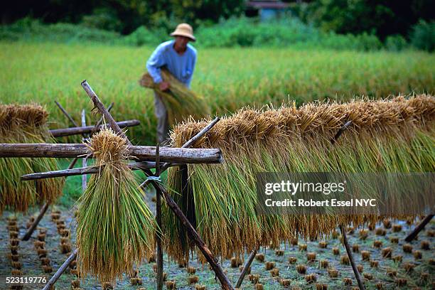1,763 Drying Rice Stock Photos, High-Res Pictures, and Images - Getty ...