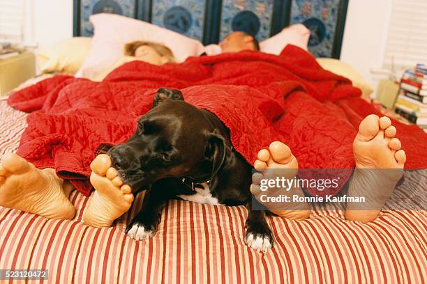 dog on bed sniffing woman's foot - feet lick stockfoto's en -beelden